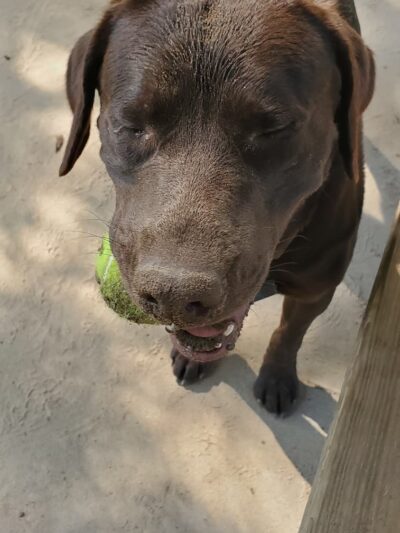 Van Riper Dog Park - Onalaska, WI