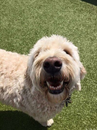 Van Riper Dog Park - Onalaska, WI