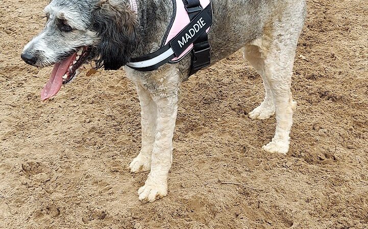 Van Riper Dog Park - Onalaska, WI