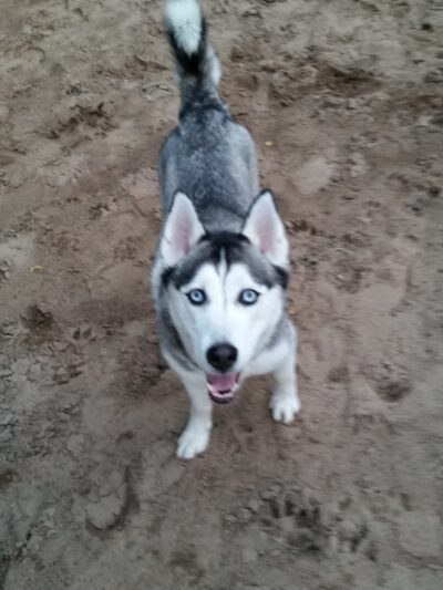 Van Riper Dog Park - Onalaska, WI