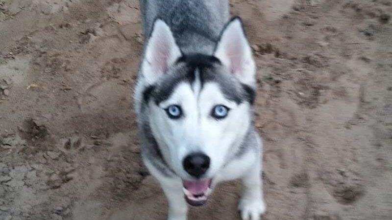 Van Riper Dog Park - Onalaska, WI