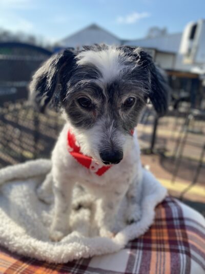 Furry Tales Boarding, Indoor Daycare, and Grooming - Ooltewah, TN