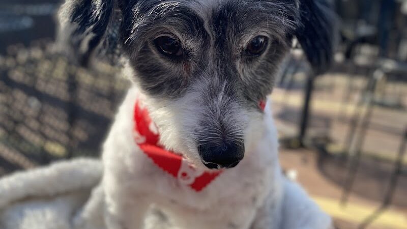 Furry Tales Boarding, Indoor Daycare, and Grooming - Ooltewah, TN