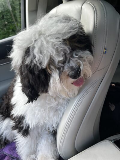 Furry Tales Boarding, Indoor Daycare, and Grooming - Ooltewah, TN