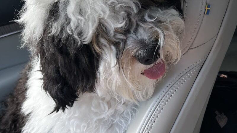 Furry Tales Boarding, Indoor Daycare, and Grooming - Ooltewah, TN