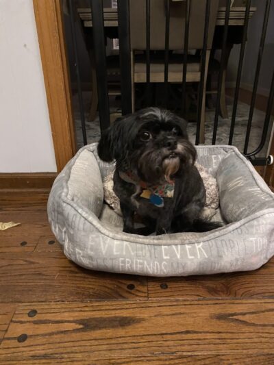 Furry Tales Boarding, Indoor Daycare, and Grooming - Ooltewah, TN