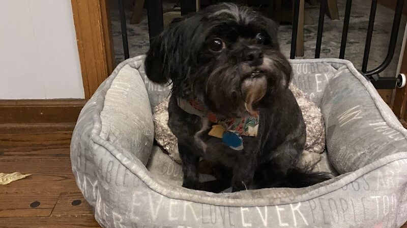 Furry Tales Boarding, Indoor Daycare, and Grooming - Ooltewah, TN
