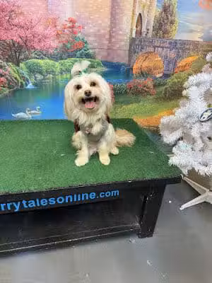 Furry Tales Boarding, Indoor Daycare, and Grooming - Ooltewah, TN