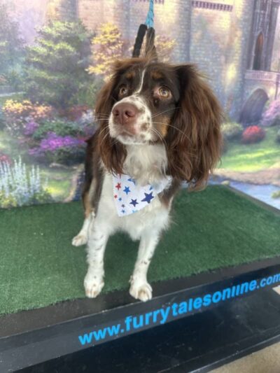 Furry Tales Boarding, Indoor Daycare, and Grooming - Ooltewah, TN