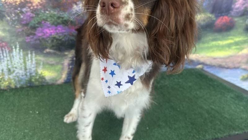 Furry Tales Boarding, Indoor Daycare, and Grooming - Ooltewah, TN