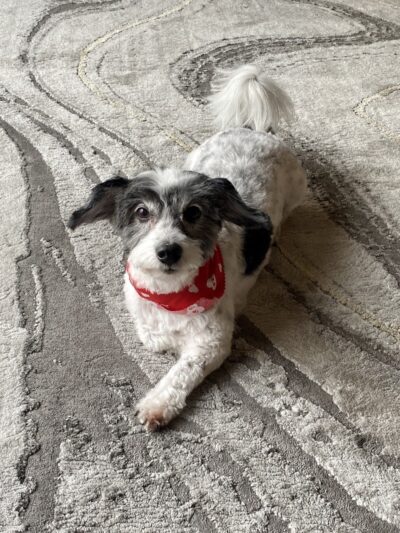 Furry Tales Boarding, Indoor Daycare, and Grooming - Ooltewah, TN