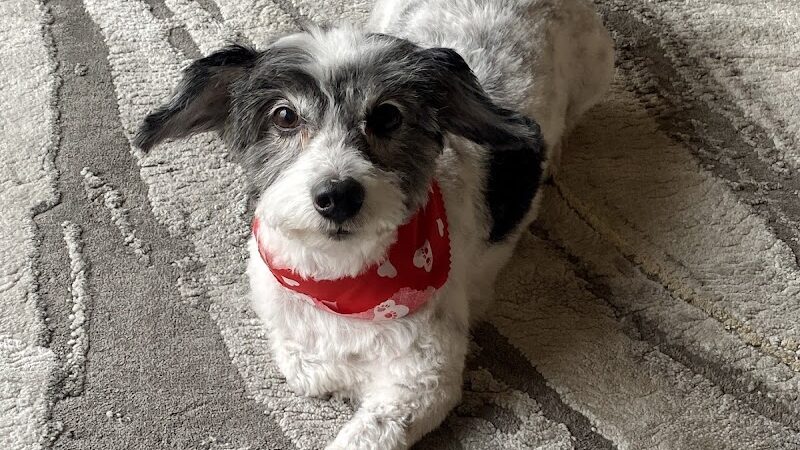 Furry Tales Boarding, Indoor Daycare, and Grooming - Ooltewah, TN