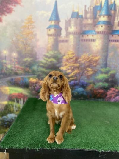 Furry Tales Boarding, Indoor Daycare, and Grooming - Ooltewah, TN