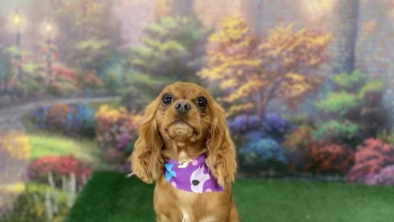 Furry Tales Boarding, Indoor Daycare, and Grooming - Ooltewah, TN