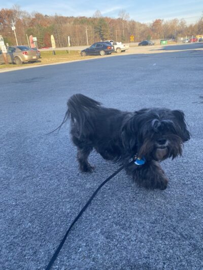 Furry Tales Boarding, Indoor Daycare, and Grooming - Ooltewah, TN