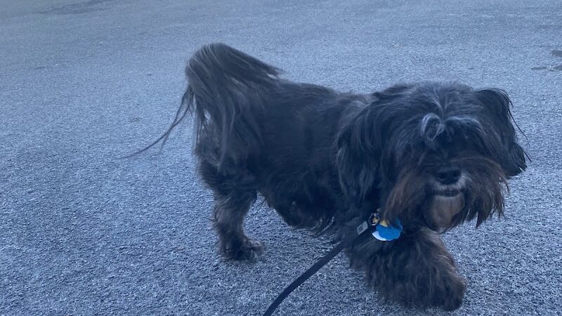 Furry Tales Boarding, Indoor Daycare, and Grooming - Ooltewah, TN