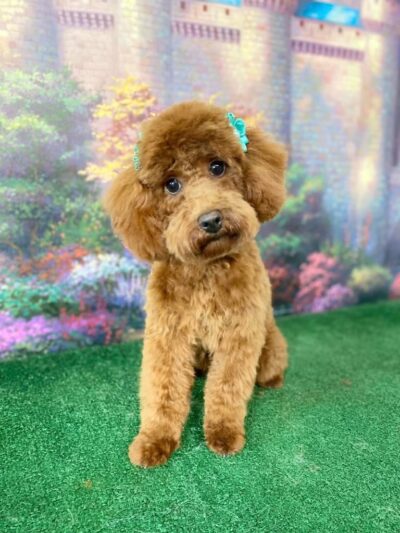 Furry Tales Boarding, Indoor Daycare, and Grooming - Ooltewah, TN