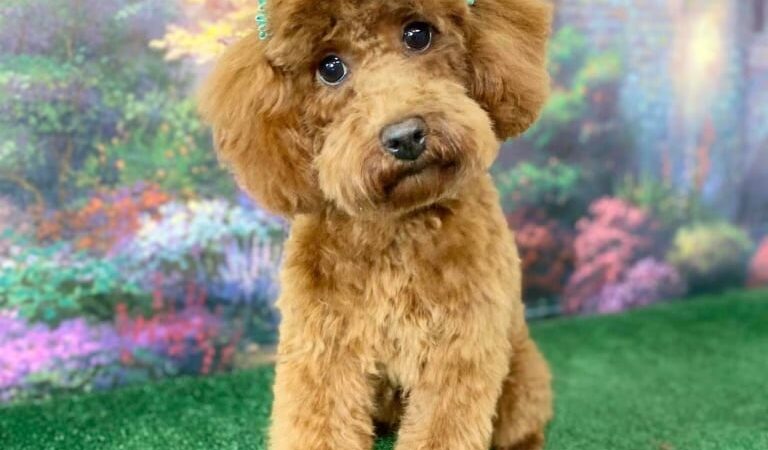 Furry Tales Boarding, Indoor Daycare, and Grooming - Ooltewah, TN