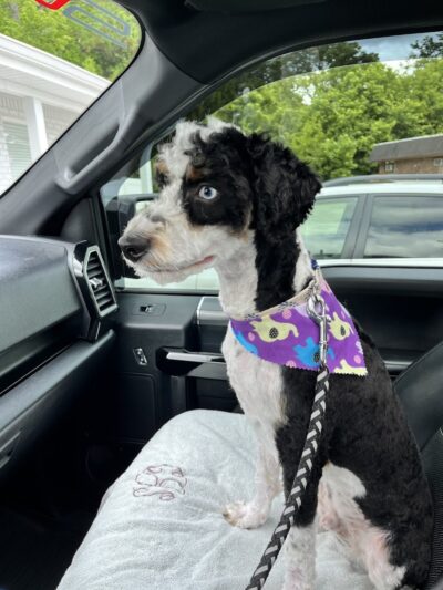 Furry Tales Boarding, Indoor Daycare, and Grooming - Ooltewah, TN