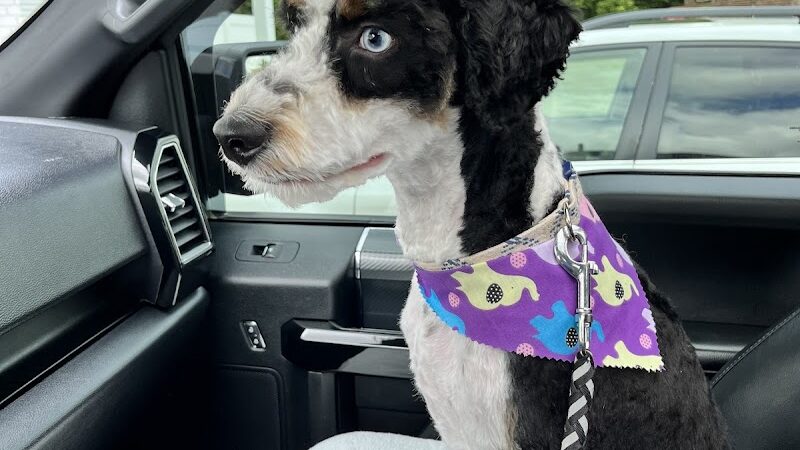 Furry Tales Boarding, Indoor Daycare, and Grooming - Ooltewah, TN