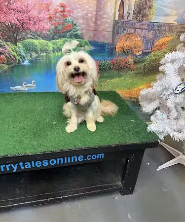 Furry Tales Boarding, Indoor Daycare, and Grooming - Ooltewah, TN