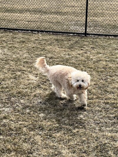 Wiggly Field Dog Park - Oregon, IL