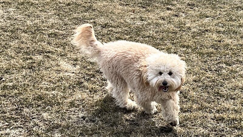 Wiggly Field Dog Park - Oregon, IL