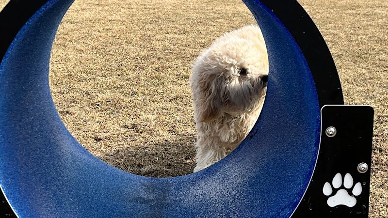 Wiggly Field Dog Park - Oregon, IL