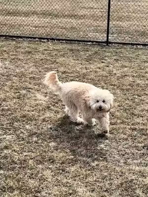 Wiggly Field Dog Park - Oregon, IL
