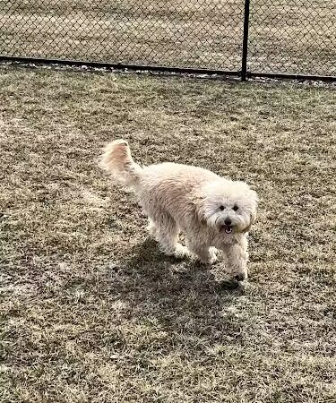 Wiggly Field Dog Park - Oregon, IL