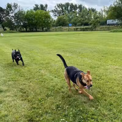Jake & Cooper's Bark Park (Membership Required) - Oregon, OH