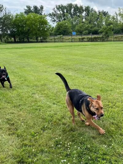 Jake & Cooper's Bark Park (Membership Required) - Oregon, OH