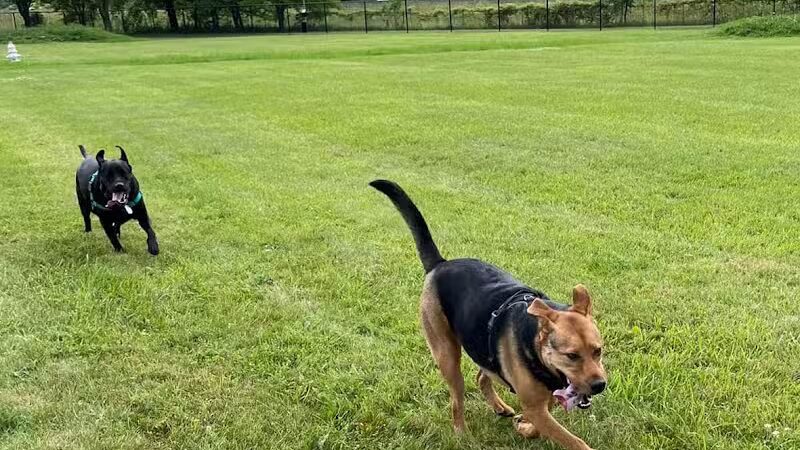 Jake & Cooper's Bark Park (Membership Required) - Oregon, OH