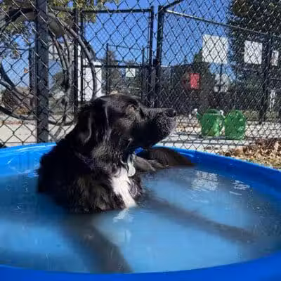 Jake & Cooper's Bark Park (Membership Required) - Oregon, OH