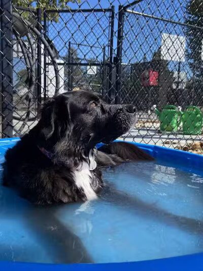 Jake & Cooper's Bark Park (Membership Required) - Oregon, OH