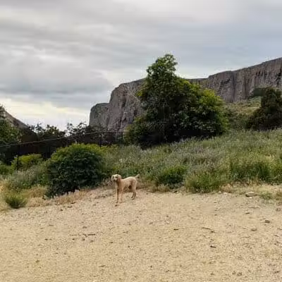 Orem Dog Park - Orem, UT
