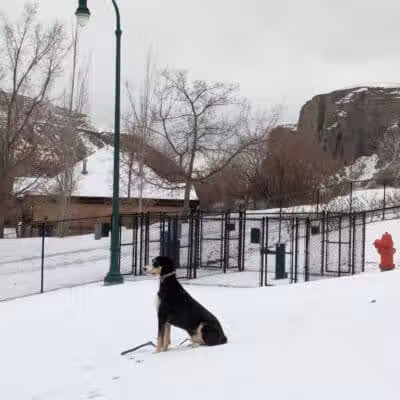 Orem Dog Park - Orem, UT