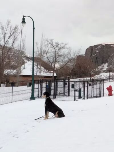Orem Dog Park - Orem, UT