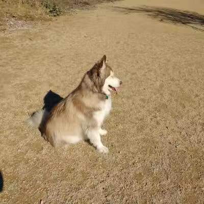 Orem Dog Park - Orem, UT