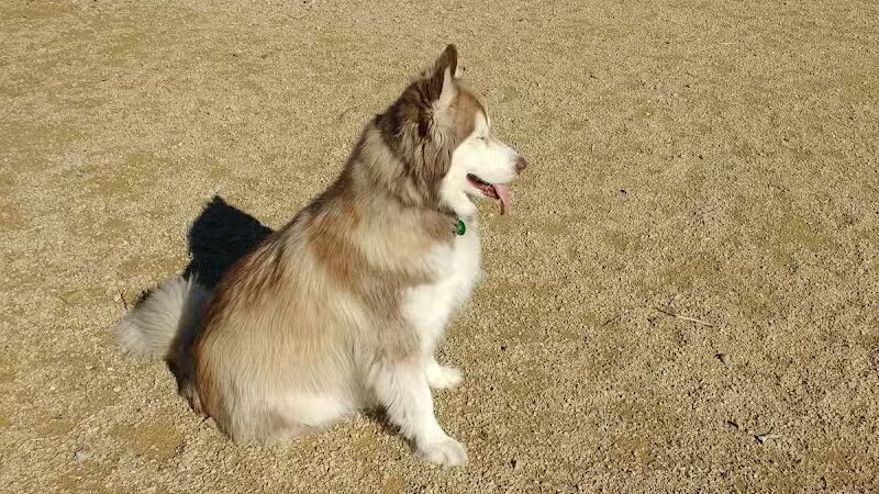 Orem Dog Park - Orem, UT