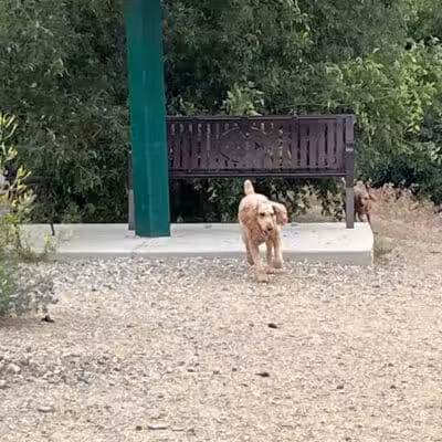 Orem Dog Park - Orem, UT