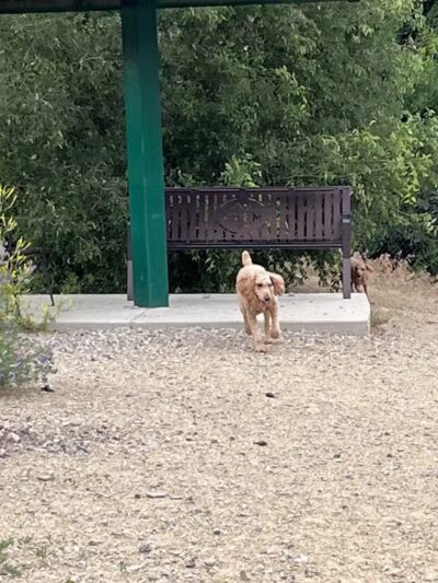 Orem Dog Park - Orem, UT