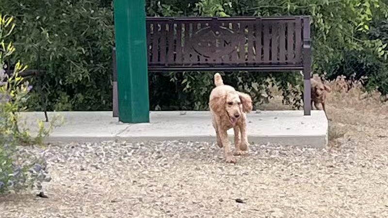 Orem Dog Park - Orem, UT