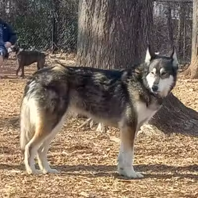 Orem Dog Park - Orem, UT