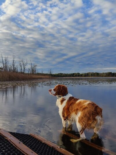 Orion Oaks Dog Park - Orion Township, MI