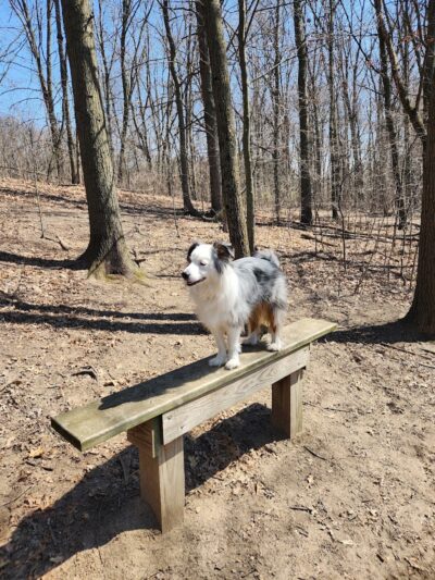 Orion Oaks Dog Park - Orion Township, MI