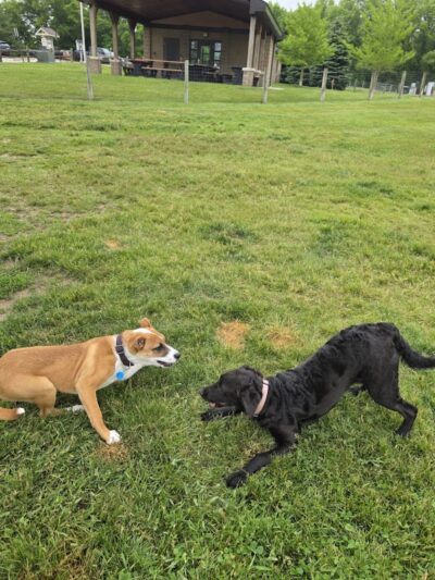 Orion Oaks Dog Park - Orion Township, MI