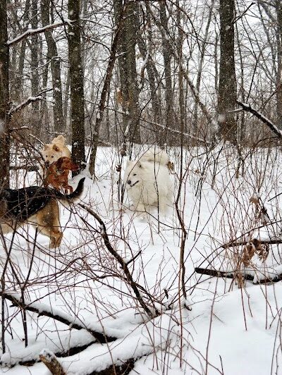 Orion Oaks Dog Park - Orion Township, MI