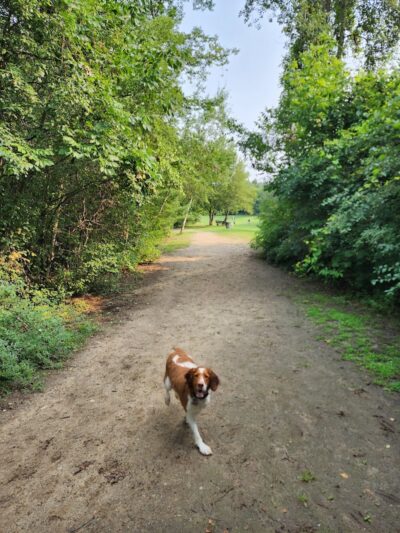 Orion Oaks Dog Park - Orion Township, MI