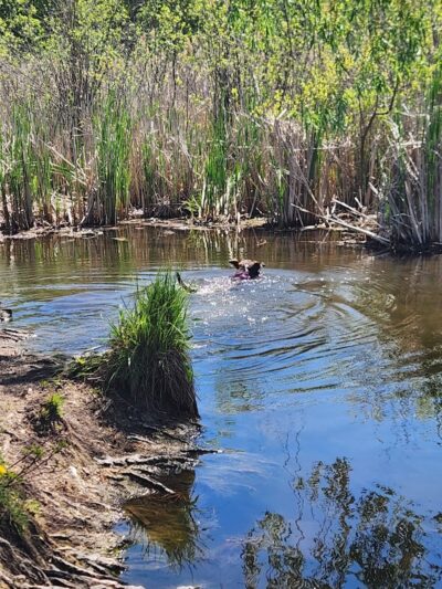 Orion Oaks Dog Park - Orion Township, MI